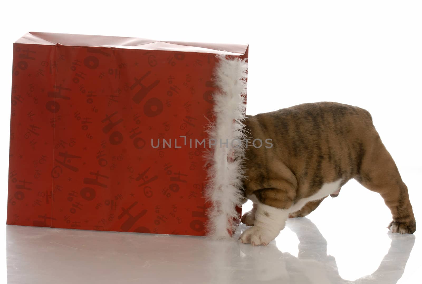 puppy with backside sticking out of a christmas bag
