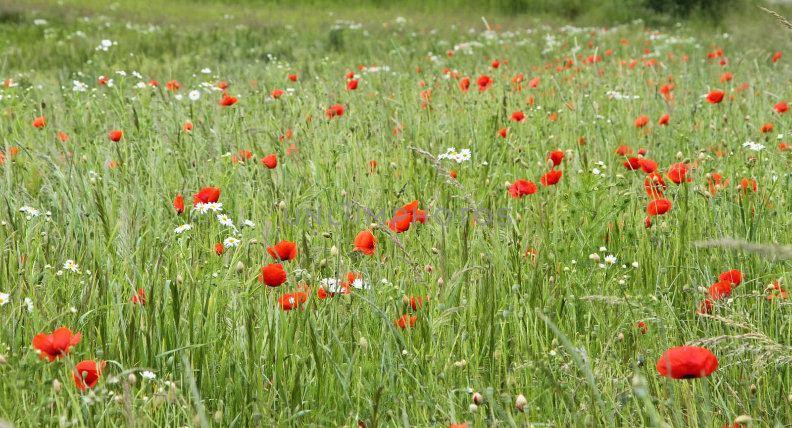 Flower field with red flowers in denmark