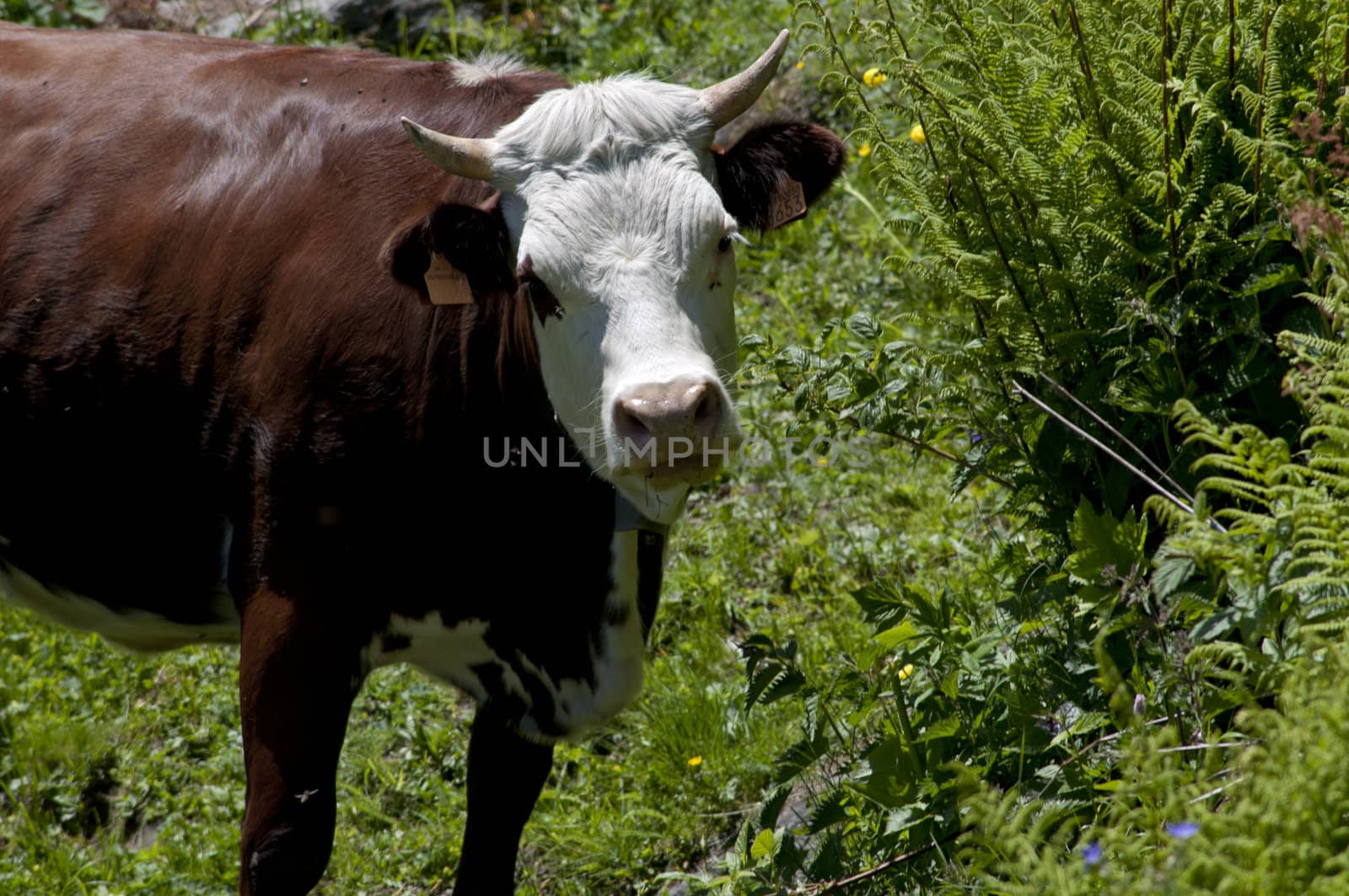 cow while grazing on the mountains of the Alps.