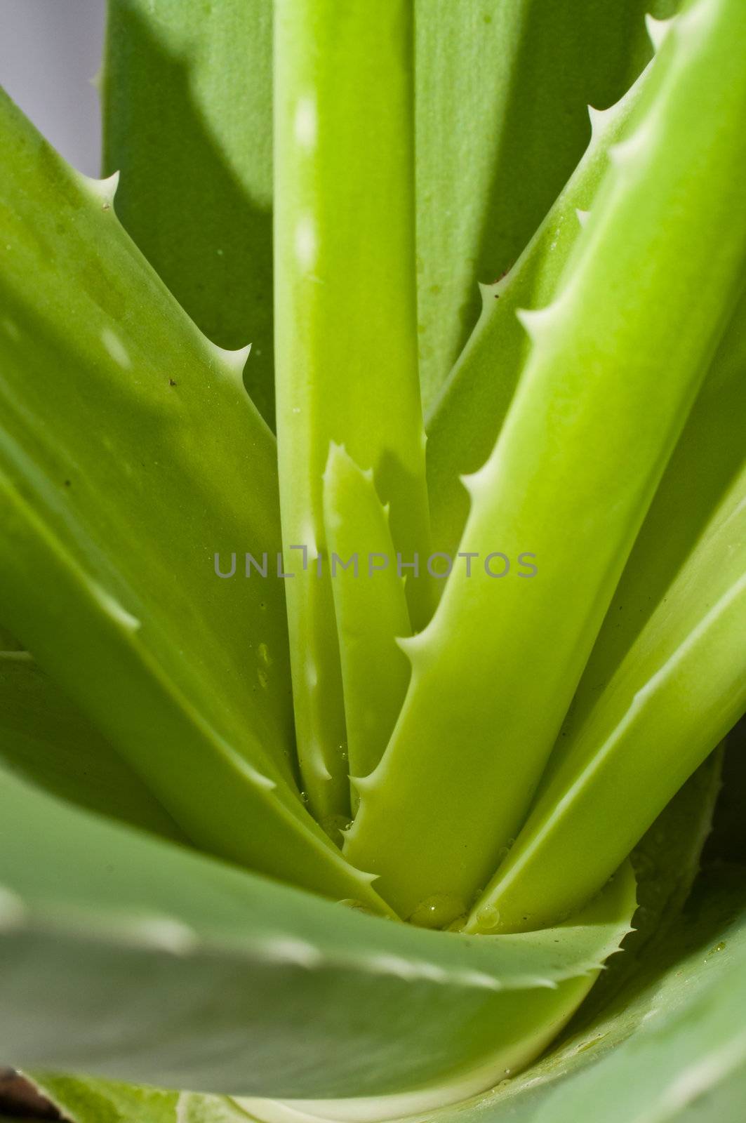 leaf of aloe on white background