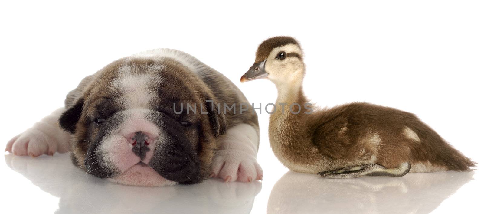 english bulldog puppy laying beside baby duck