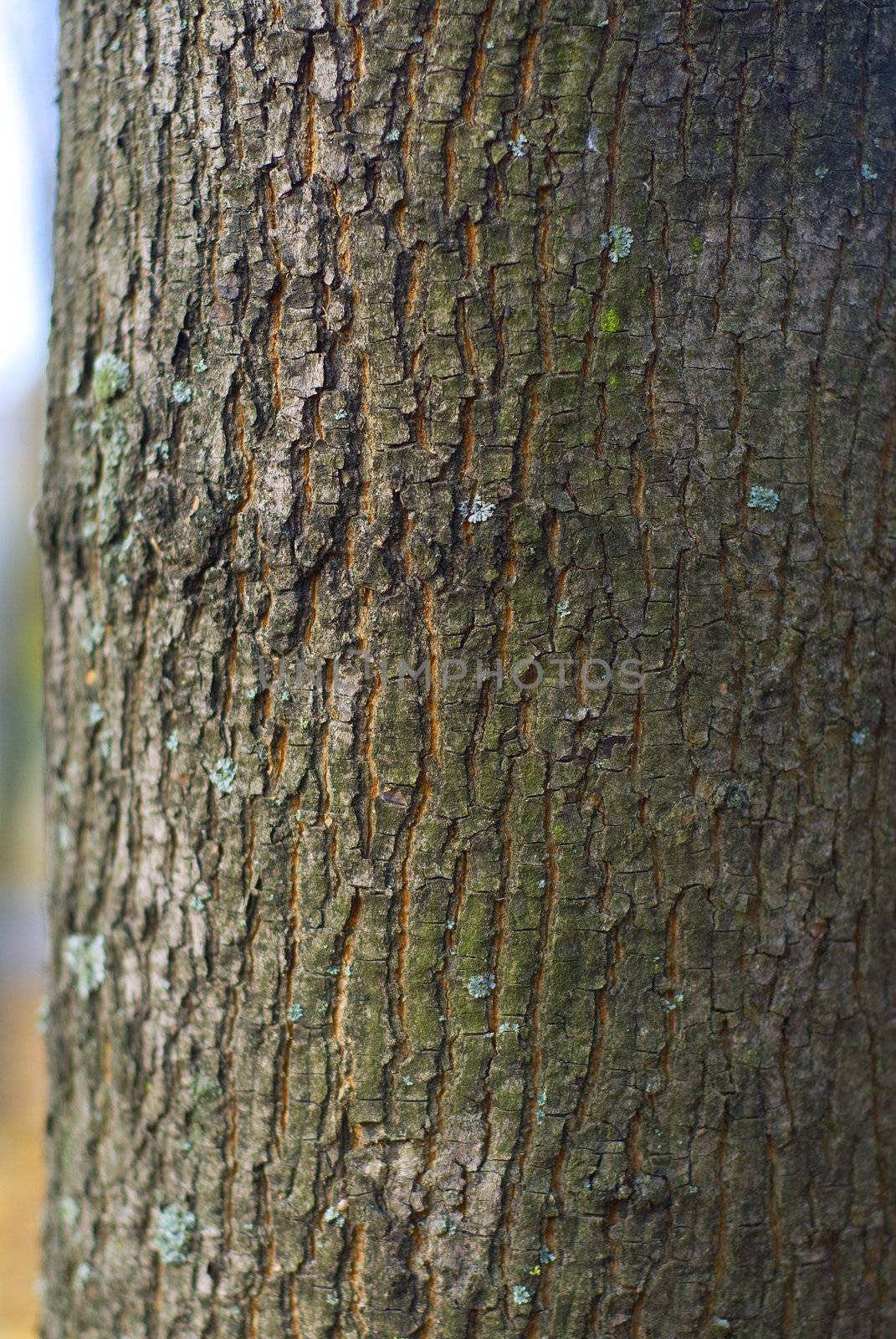 bark of tree, rough texture, forest in autumn