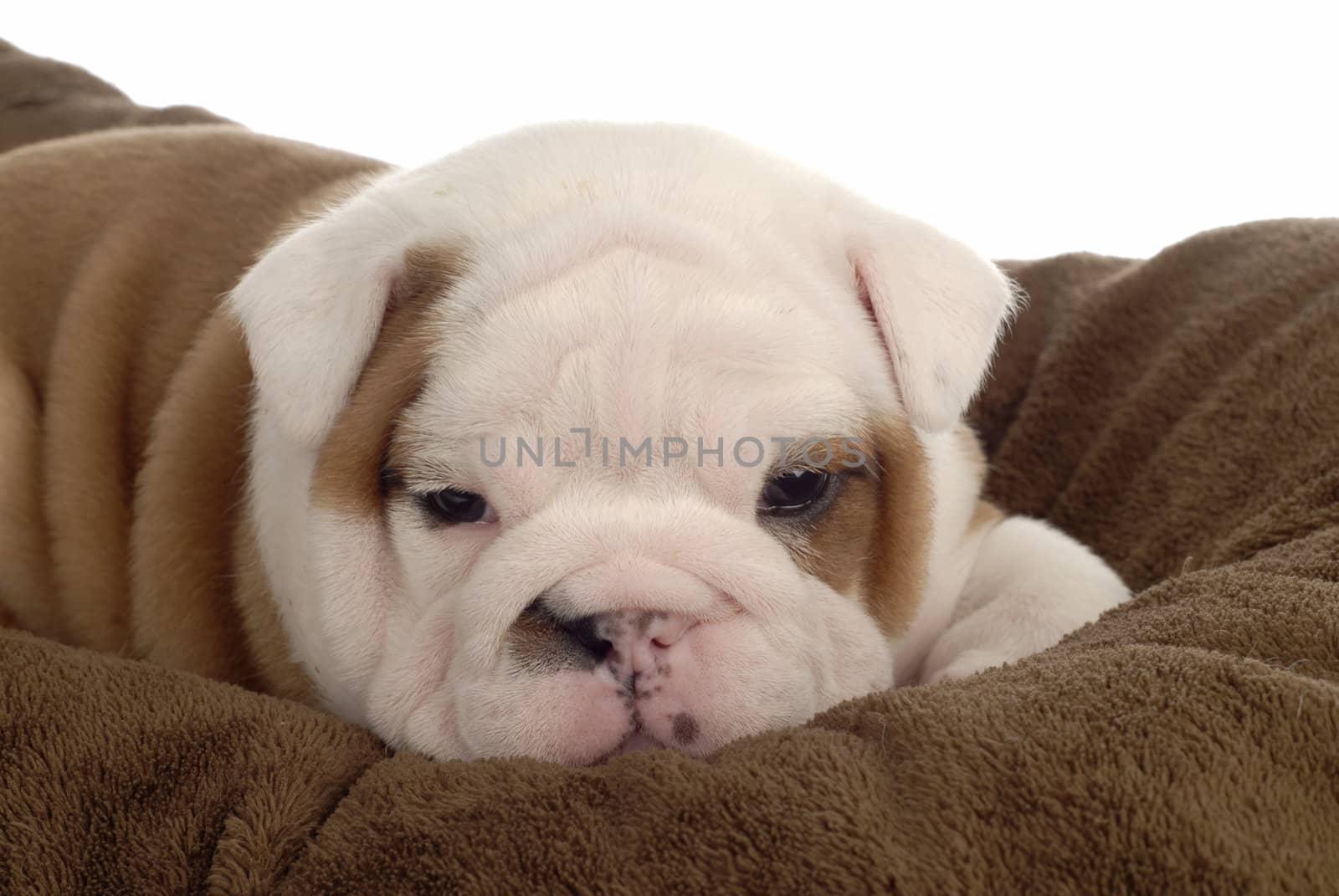 english bulldog puppy resting on blanket - 4 weeks old