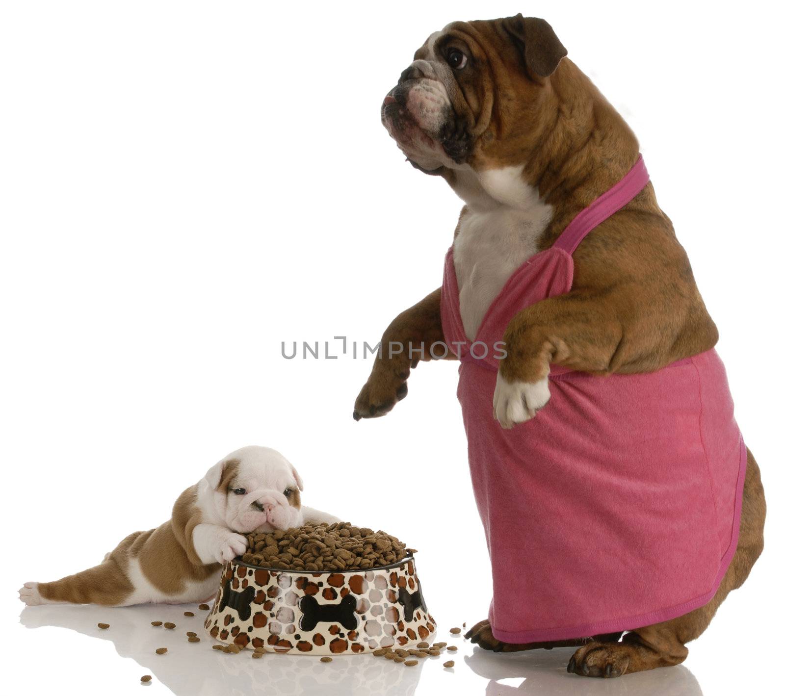 mother bulldog wearing pink dress standing beside puppy with full bowl of dog food