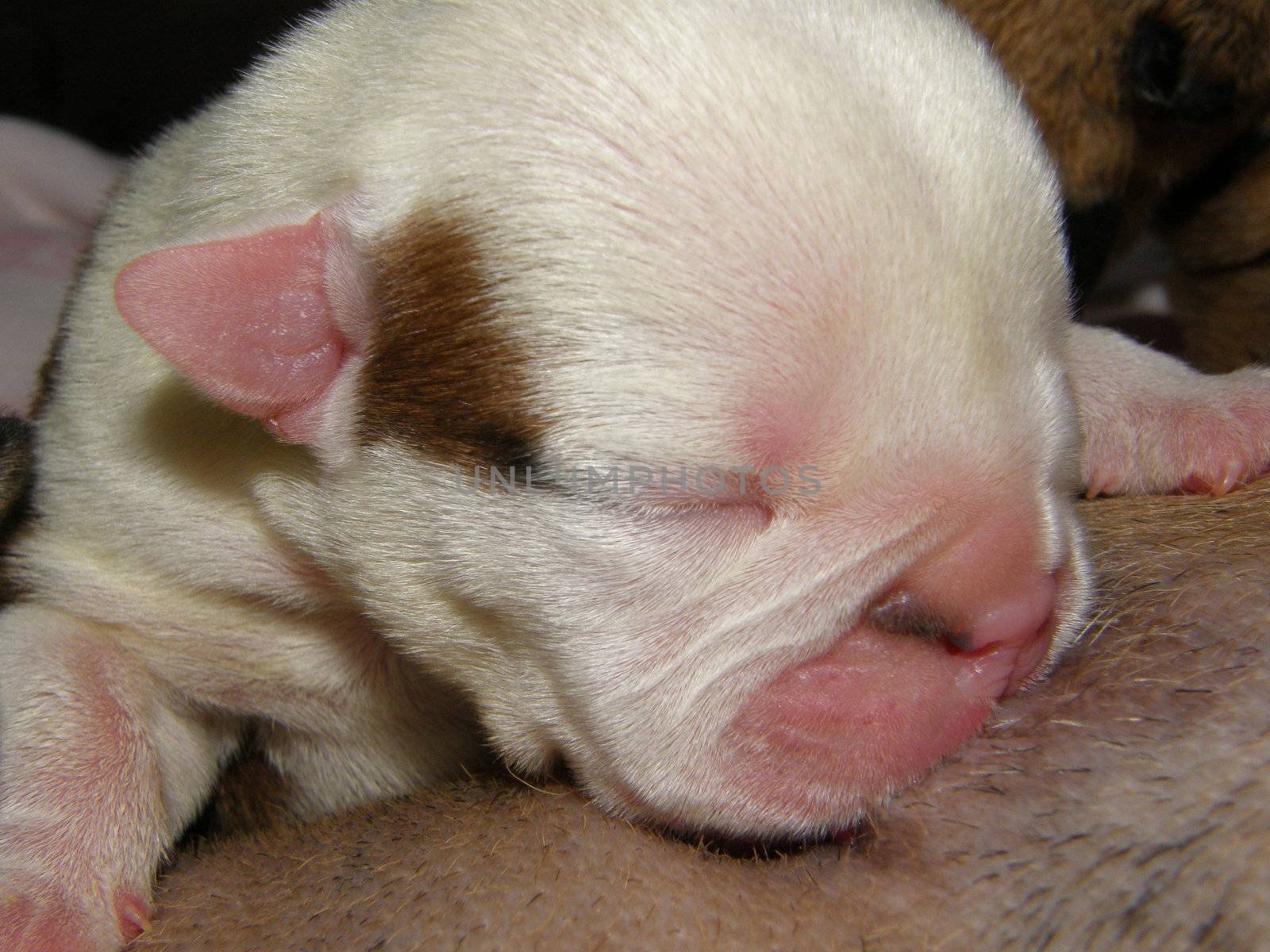 puppy nursing - english bulldog puppy - two days old