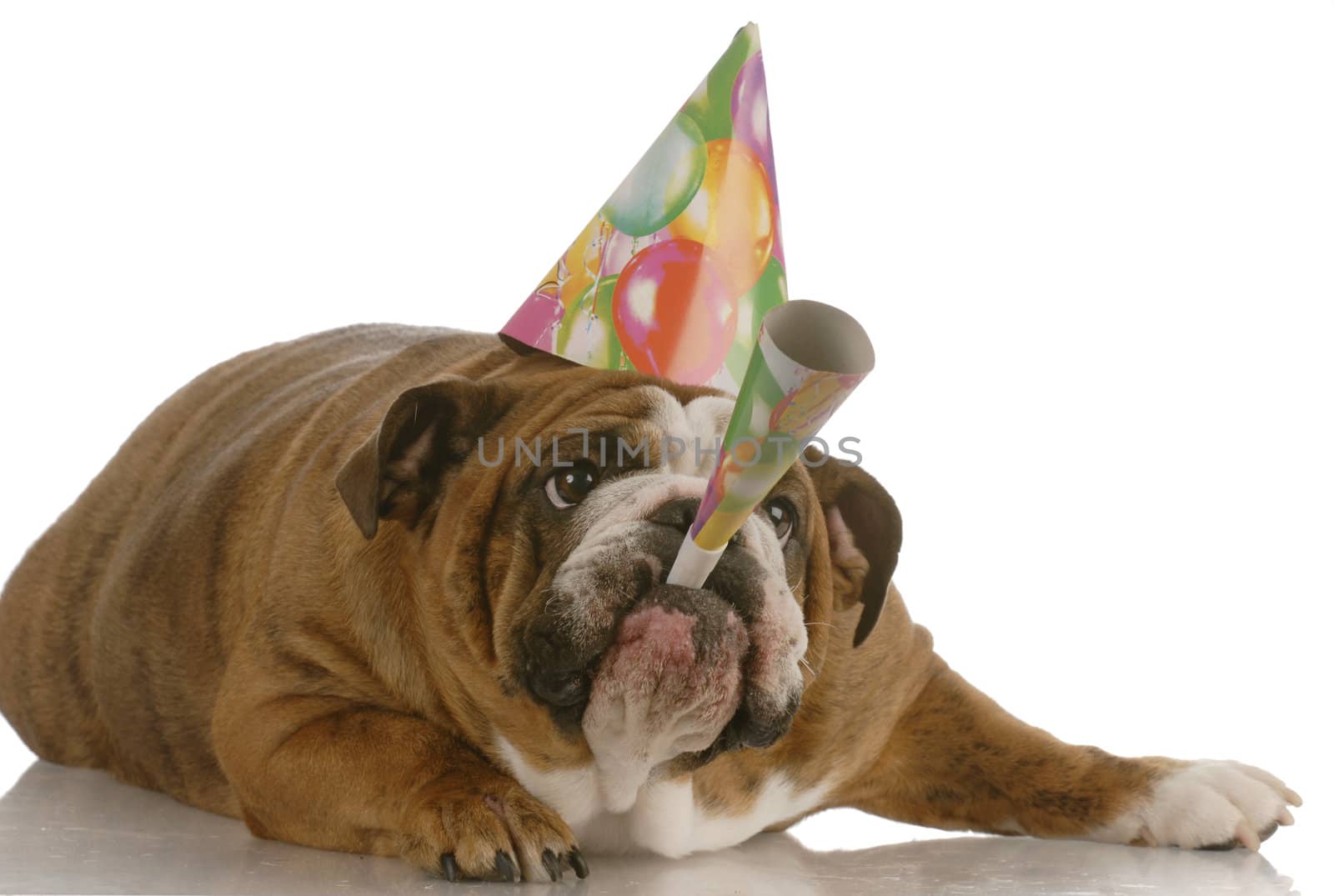 english bulldog birthday dog wearing hat and blowing on horn