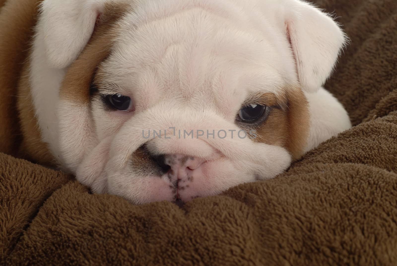 english bulldog snuggling into brown blanket - 4 weeks old