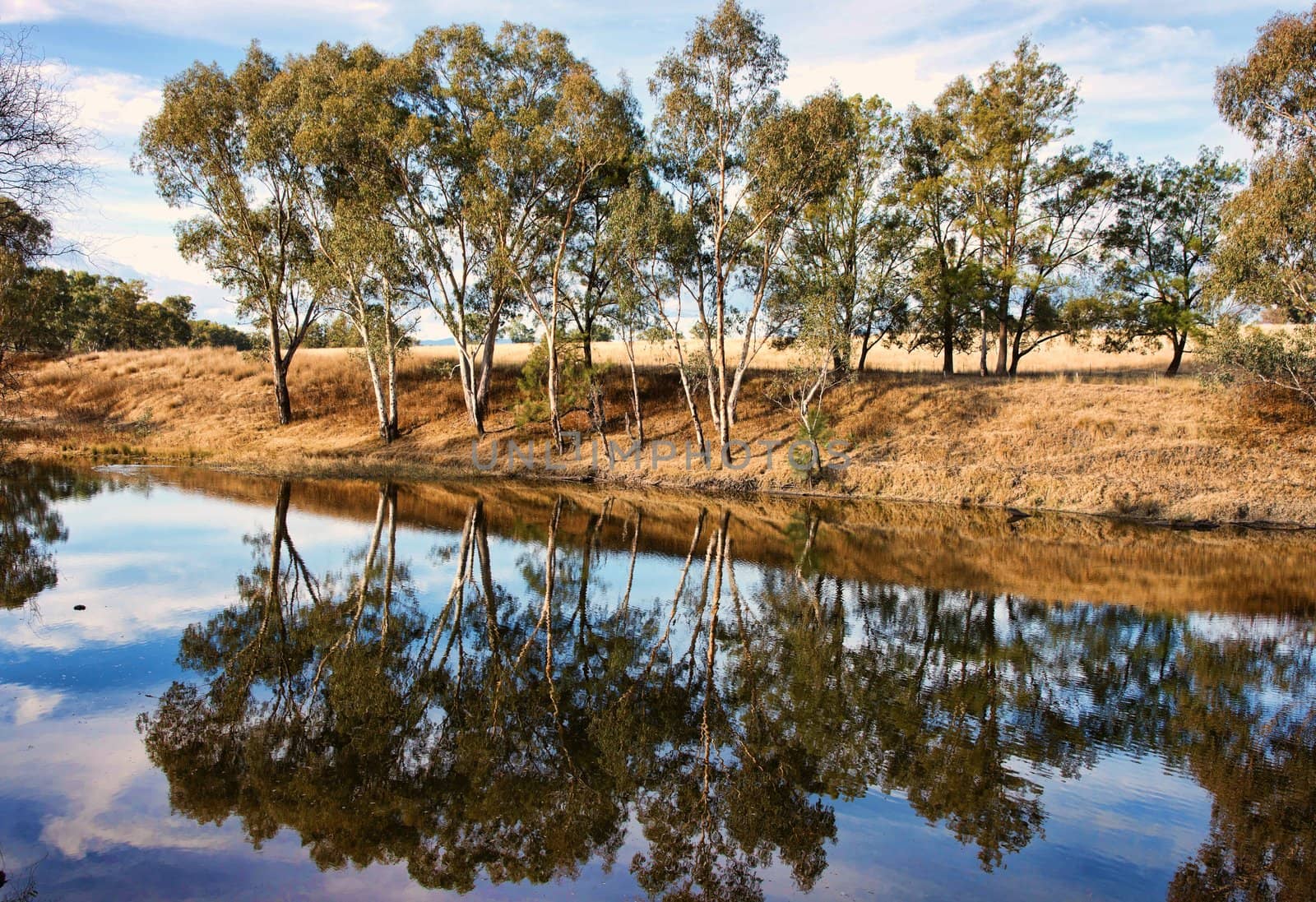 gum or eucalyptus trees reflecting in the river