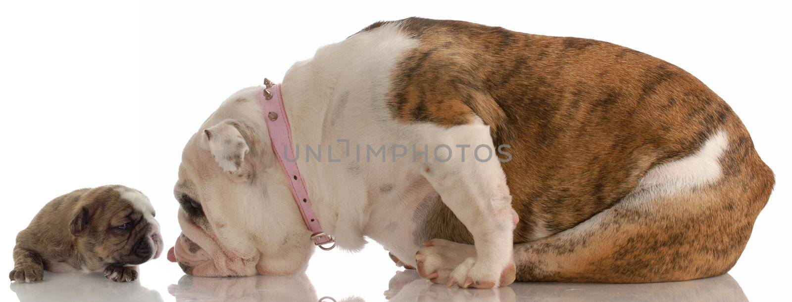 mother and puppy - english bulldog mom cleaning three week old puppy 

