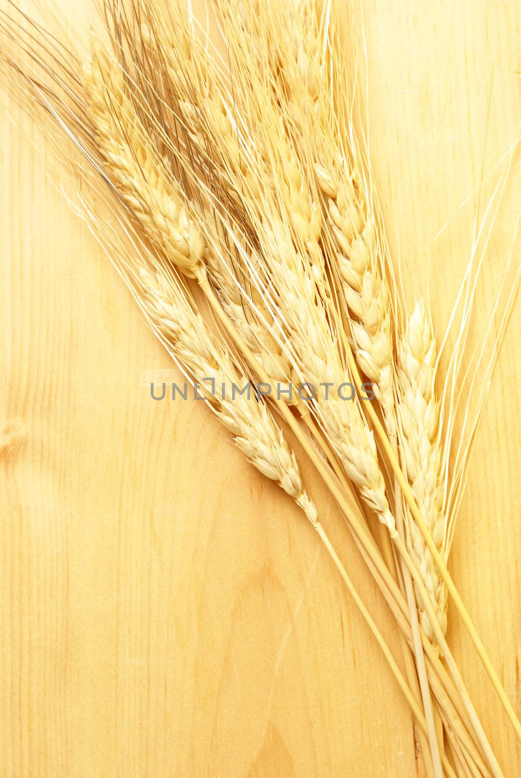 A closeup shot of some bearded wheat on a wooden board.