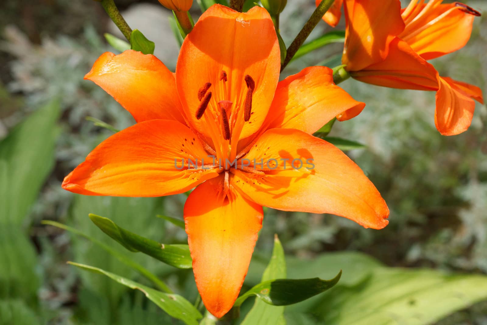 Close up detail of flowering orange lily
