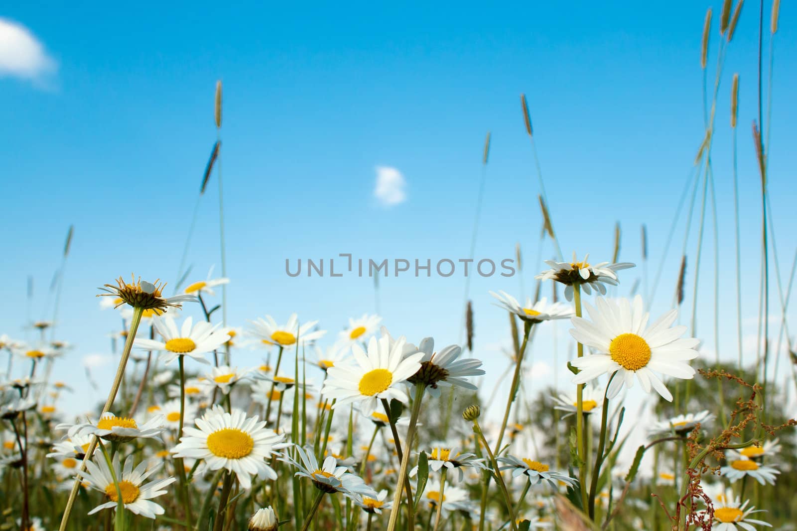 close up of white marguerite flowers in meadow
