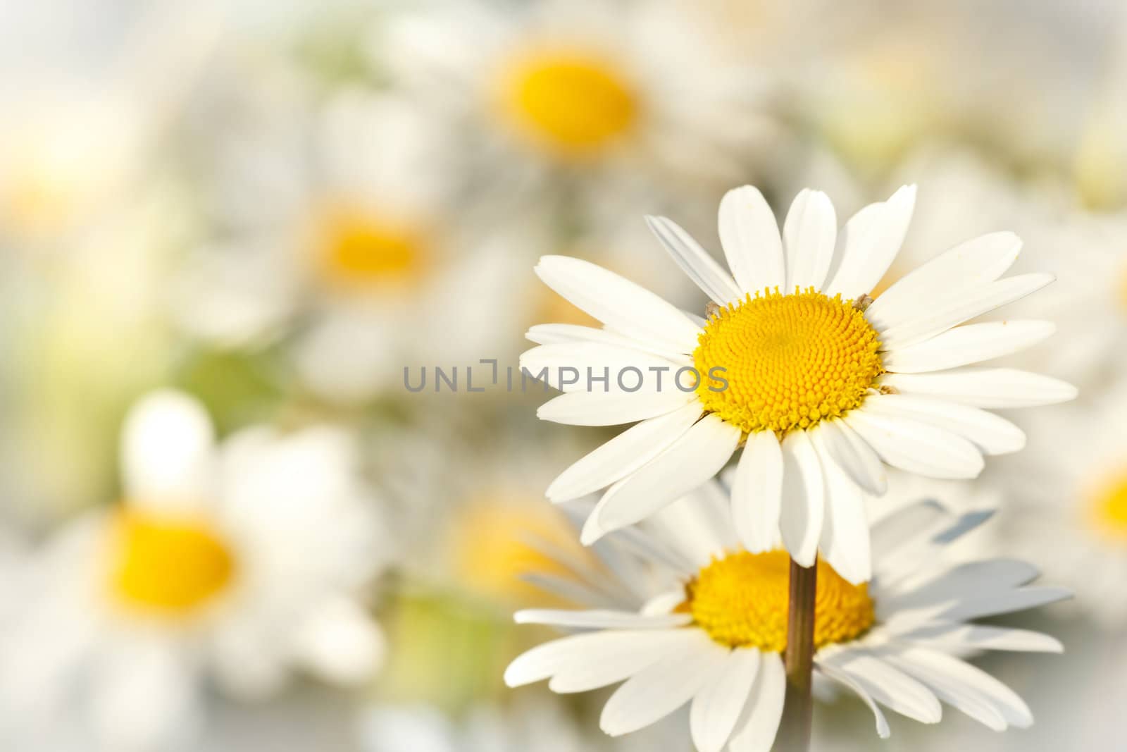 close up of white marguerite flowers with shallow focus