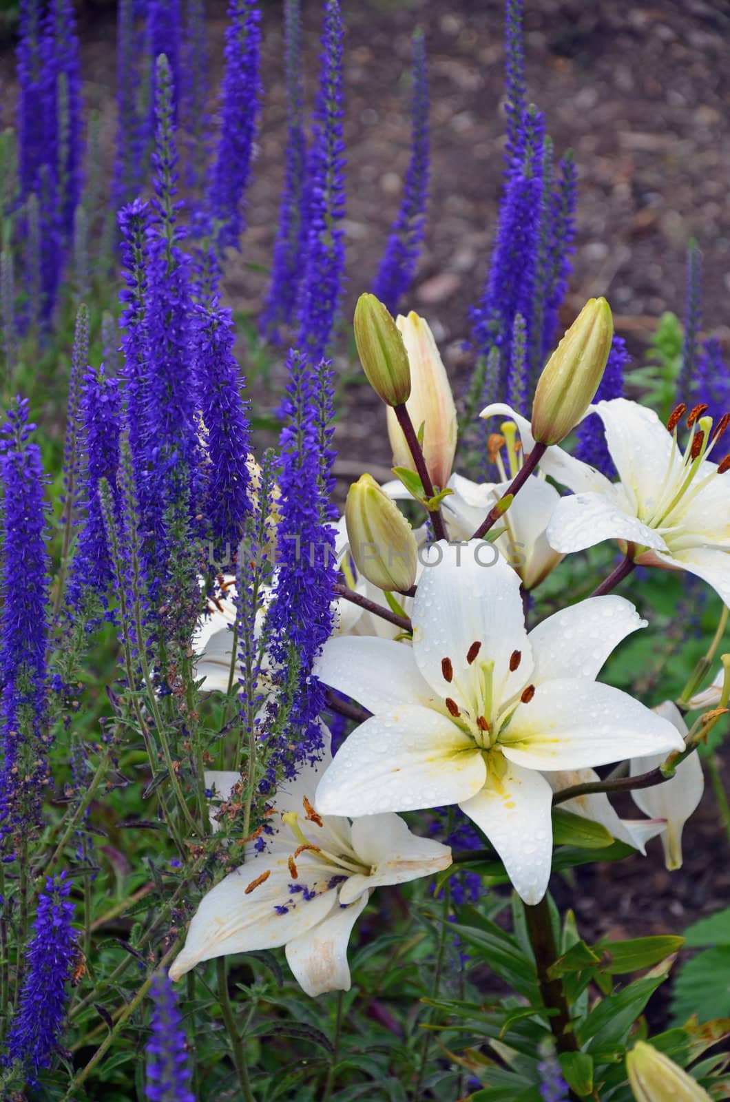 Fragrant white lily and blue salvia flowers