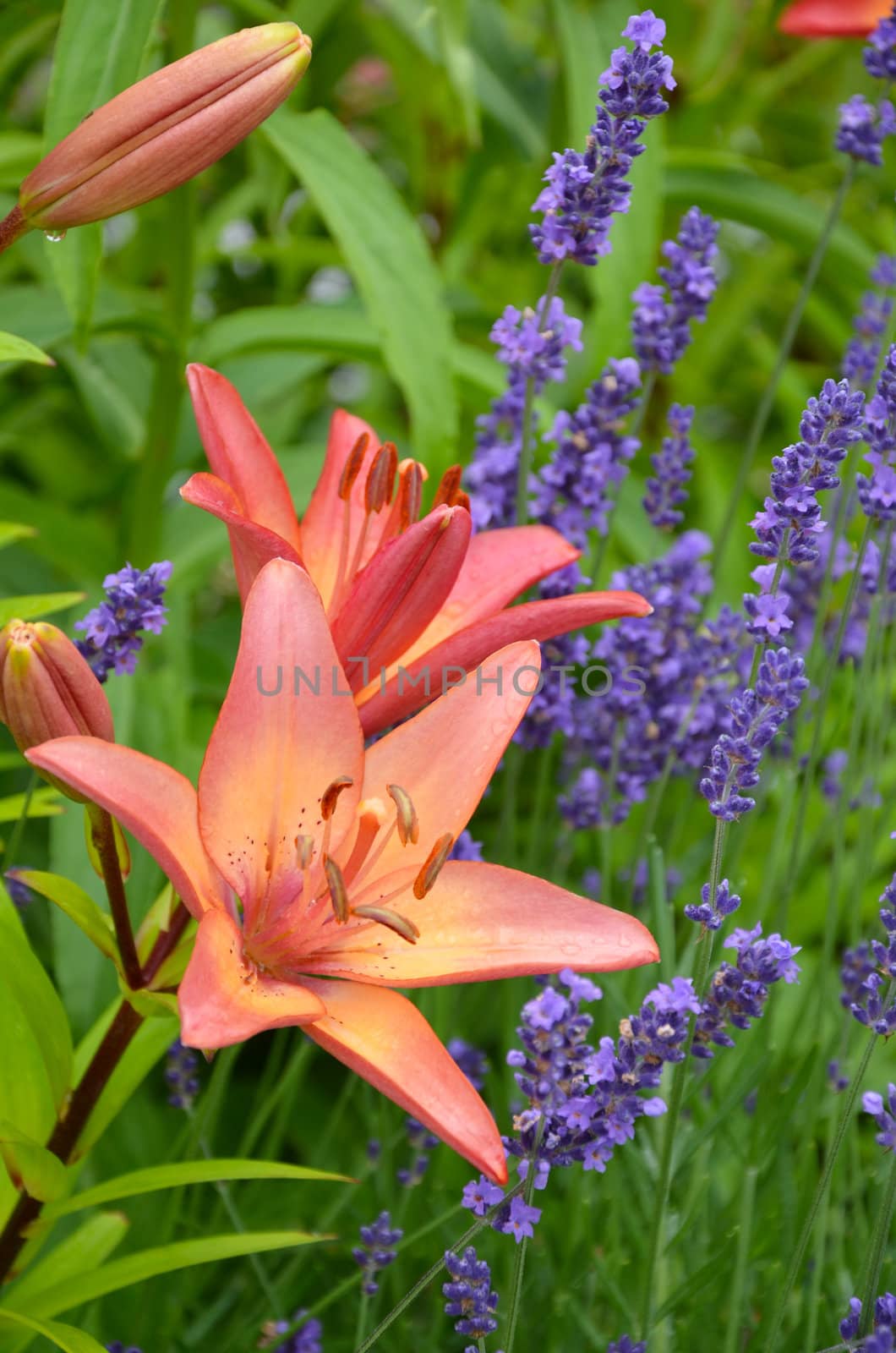 Orange lily and blue salvia flowers in full bloom