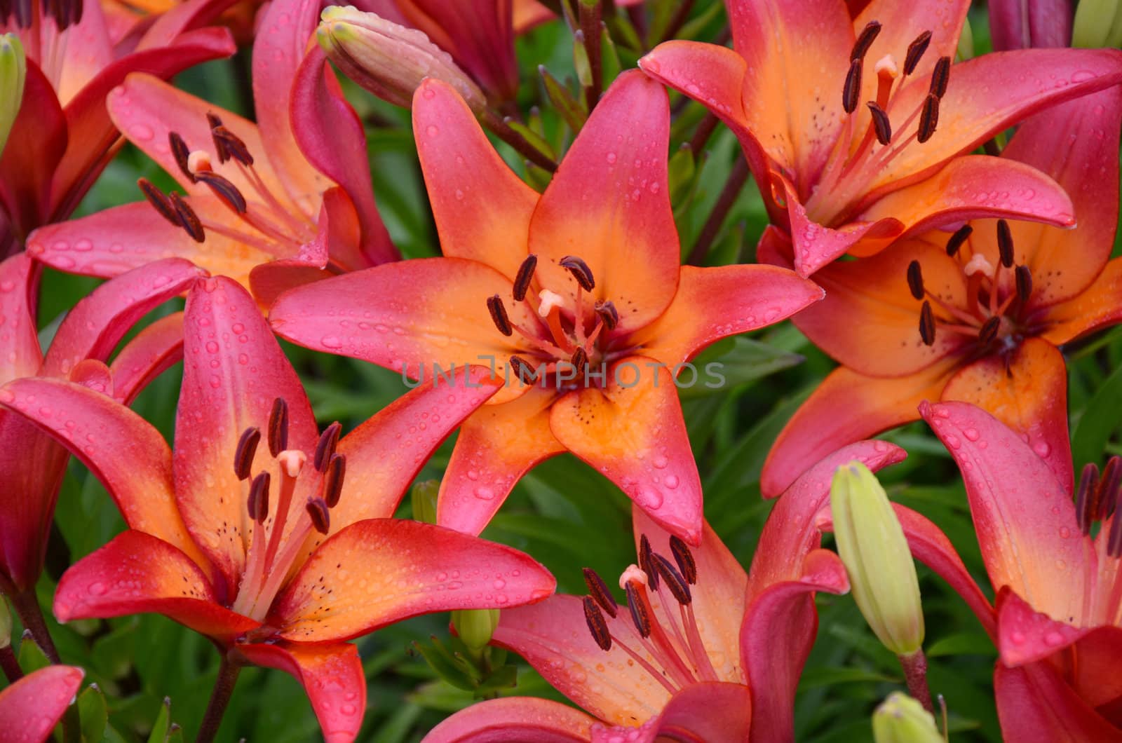 Fragrant orange lily flowers in full bloom