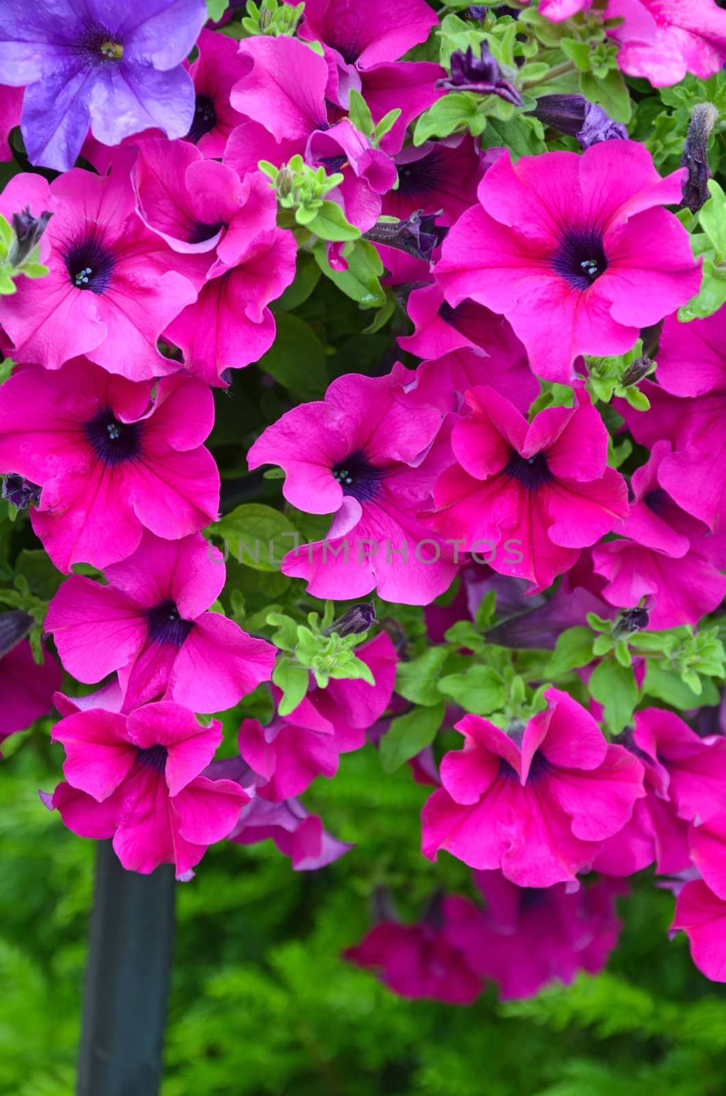 Beautiful pink petunias in full bloom