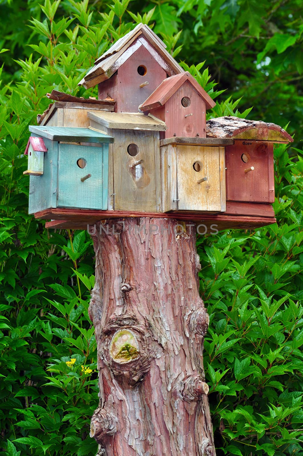 Several birdhouses on top of tree stump