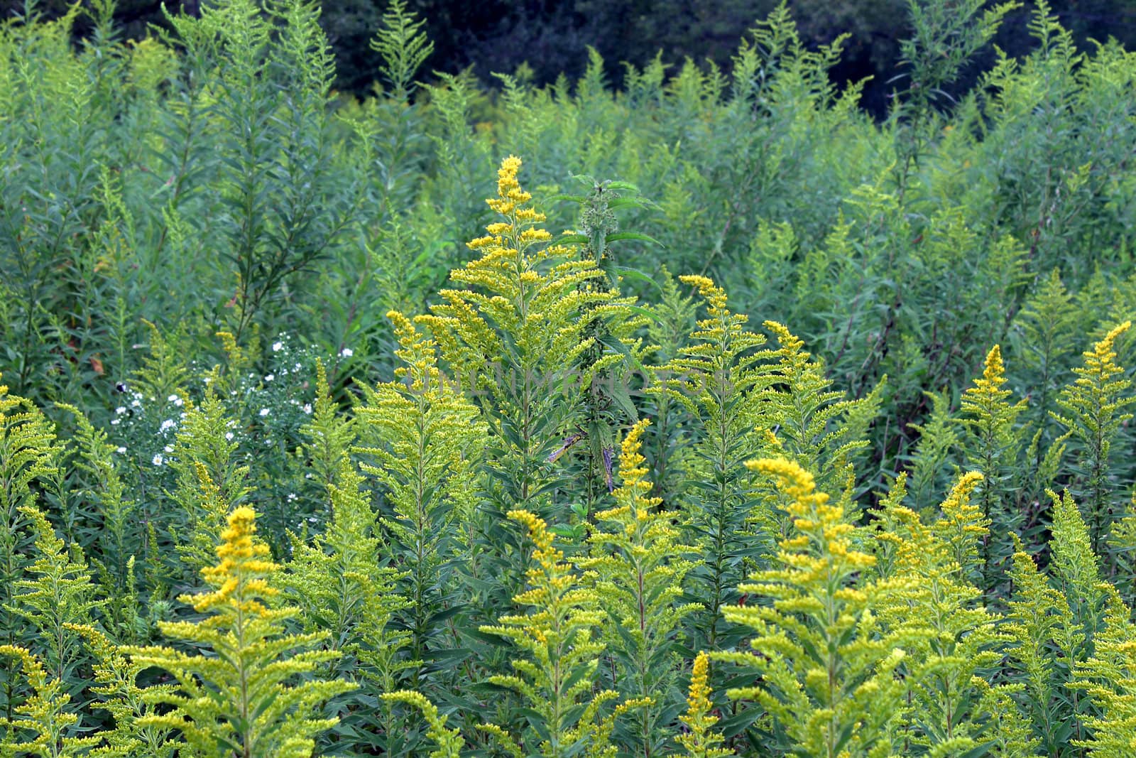 Background of Goldenrod in a prairie of northern Illinois.