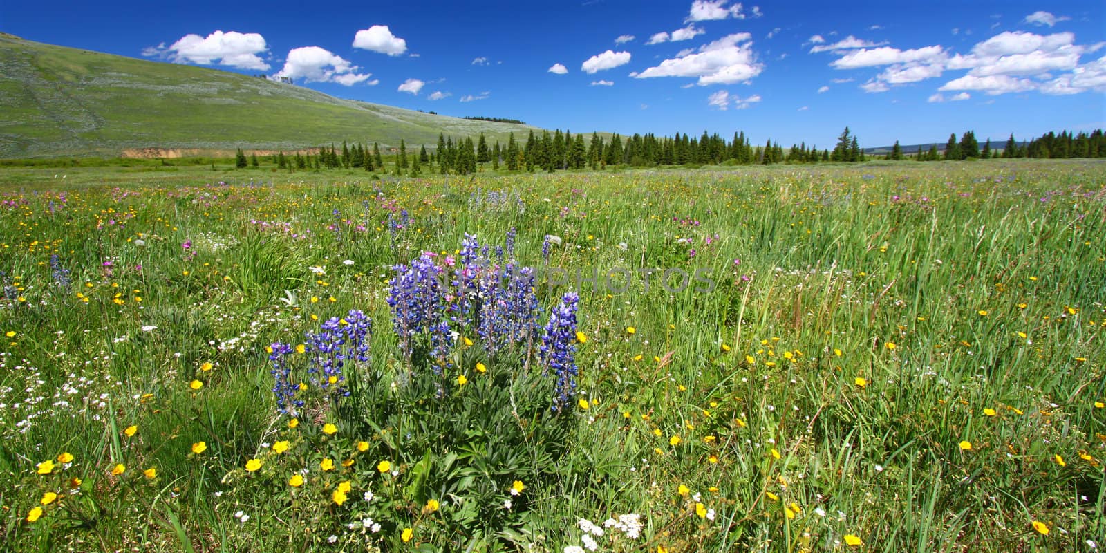 Beautiful wildflowers in a prairie of the Bighorn National Forest.