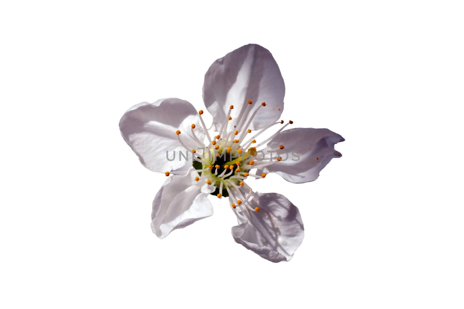 A general view of a spring flower with white petals, isolated on white background