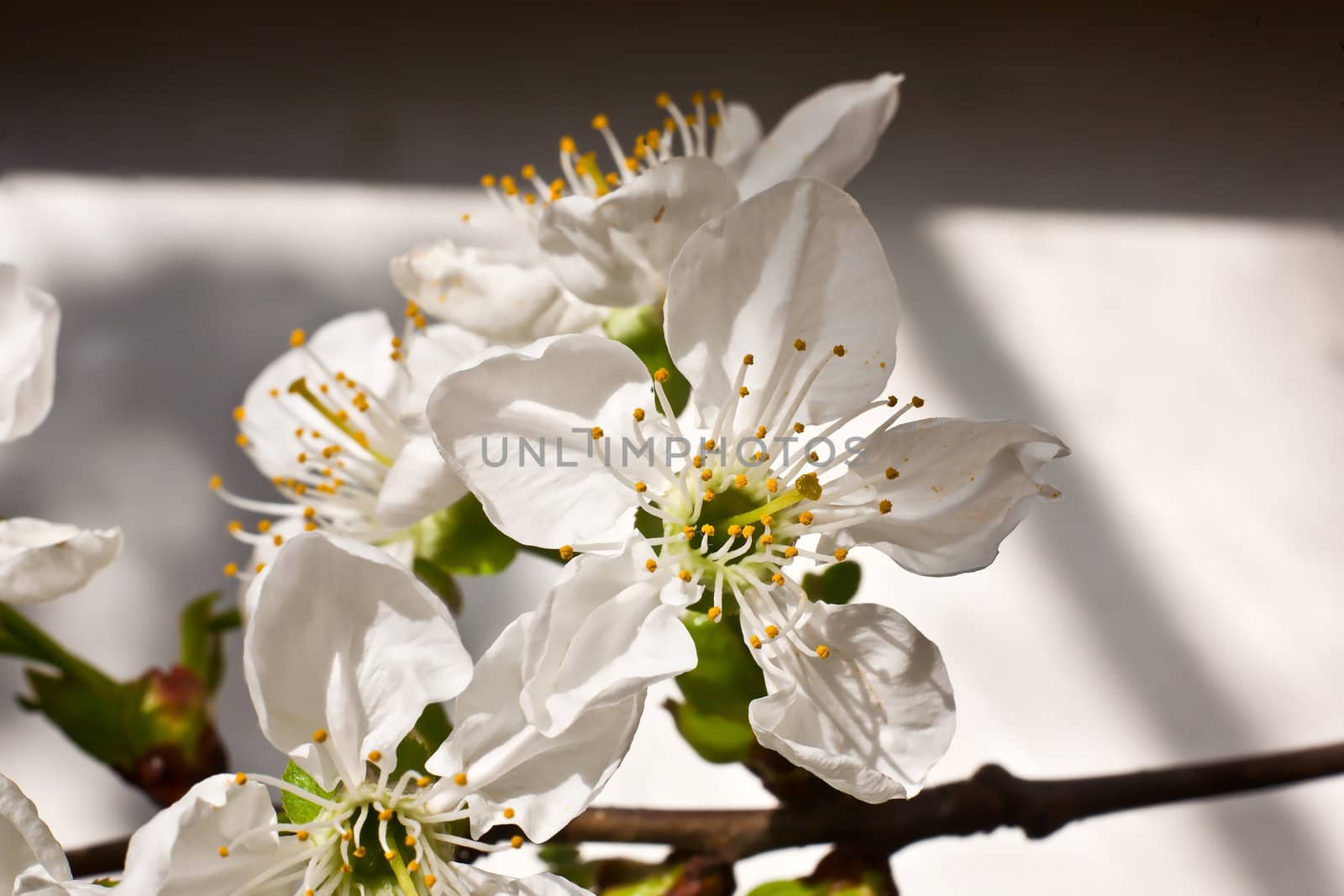 A general view of a spring flower with white petals closeup