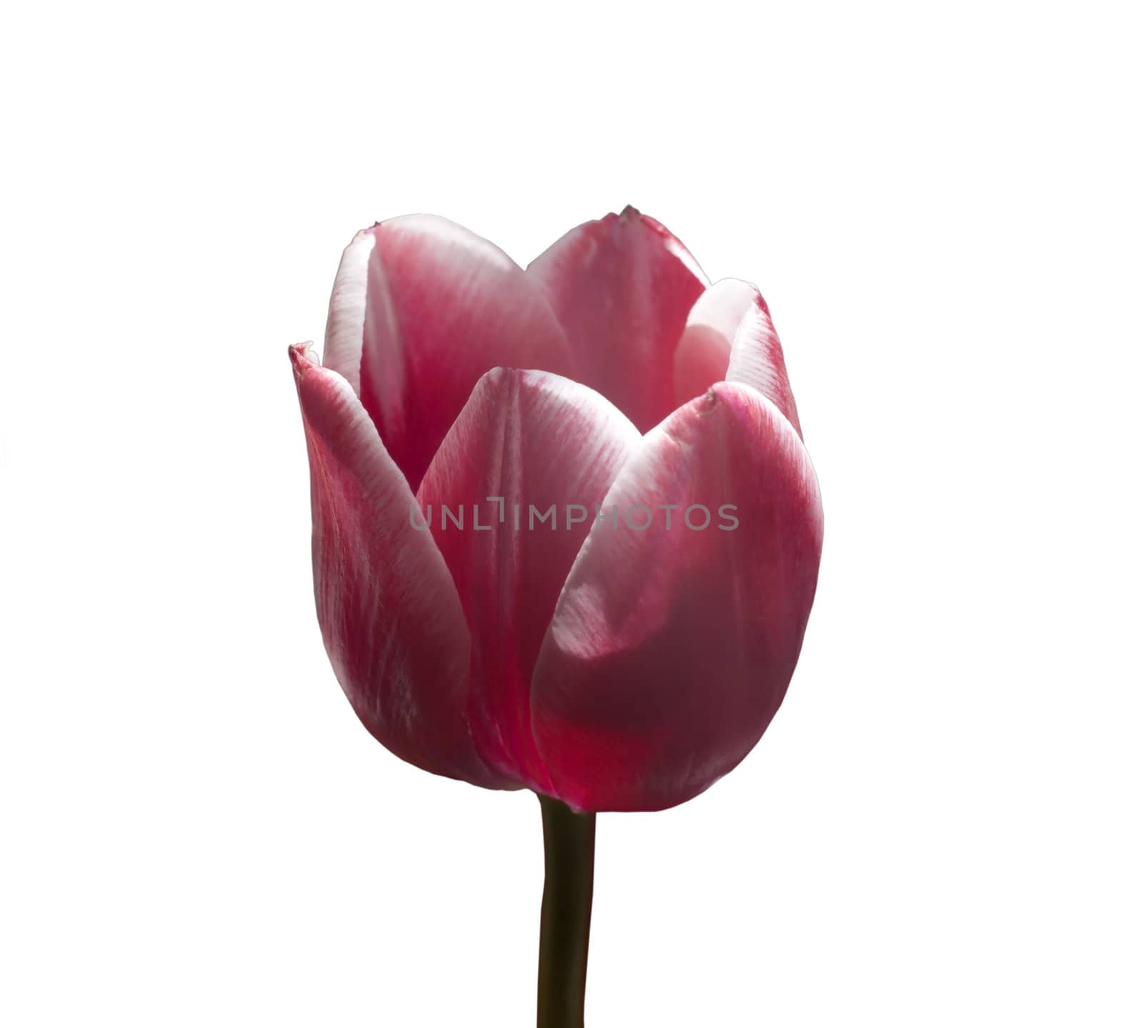 A general view of a pink tulip bud, isolated on white background