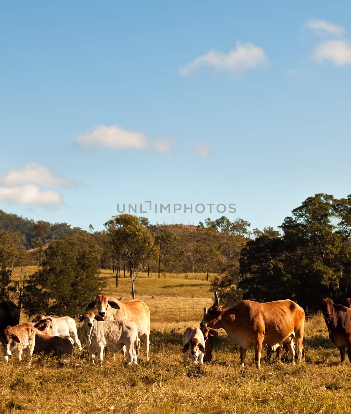 Australian Beef Cattle with calves in rural Queensland