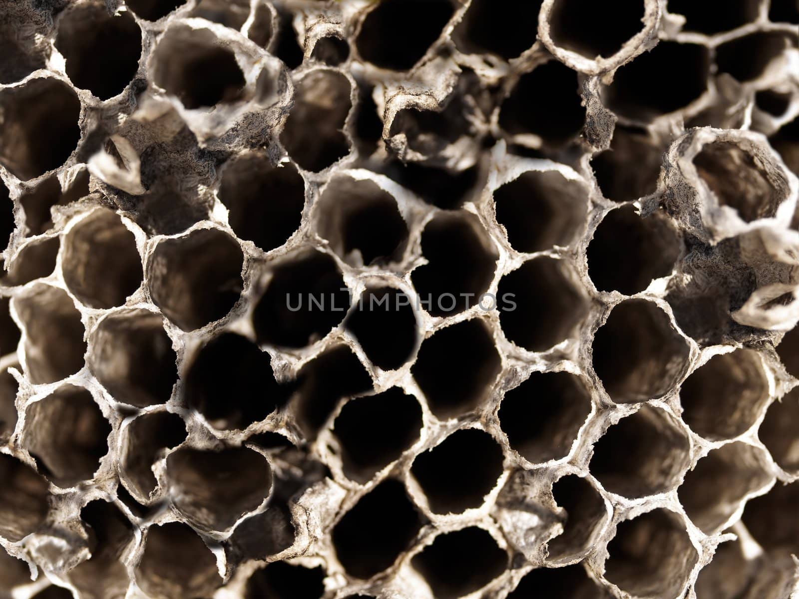 Old Texture background Wasp nest Hive by sherj