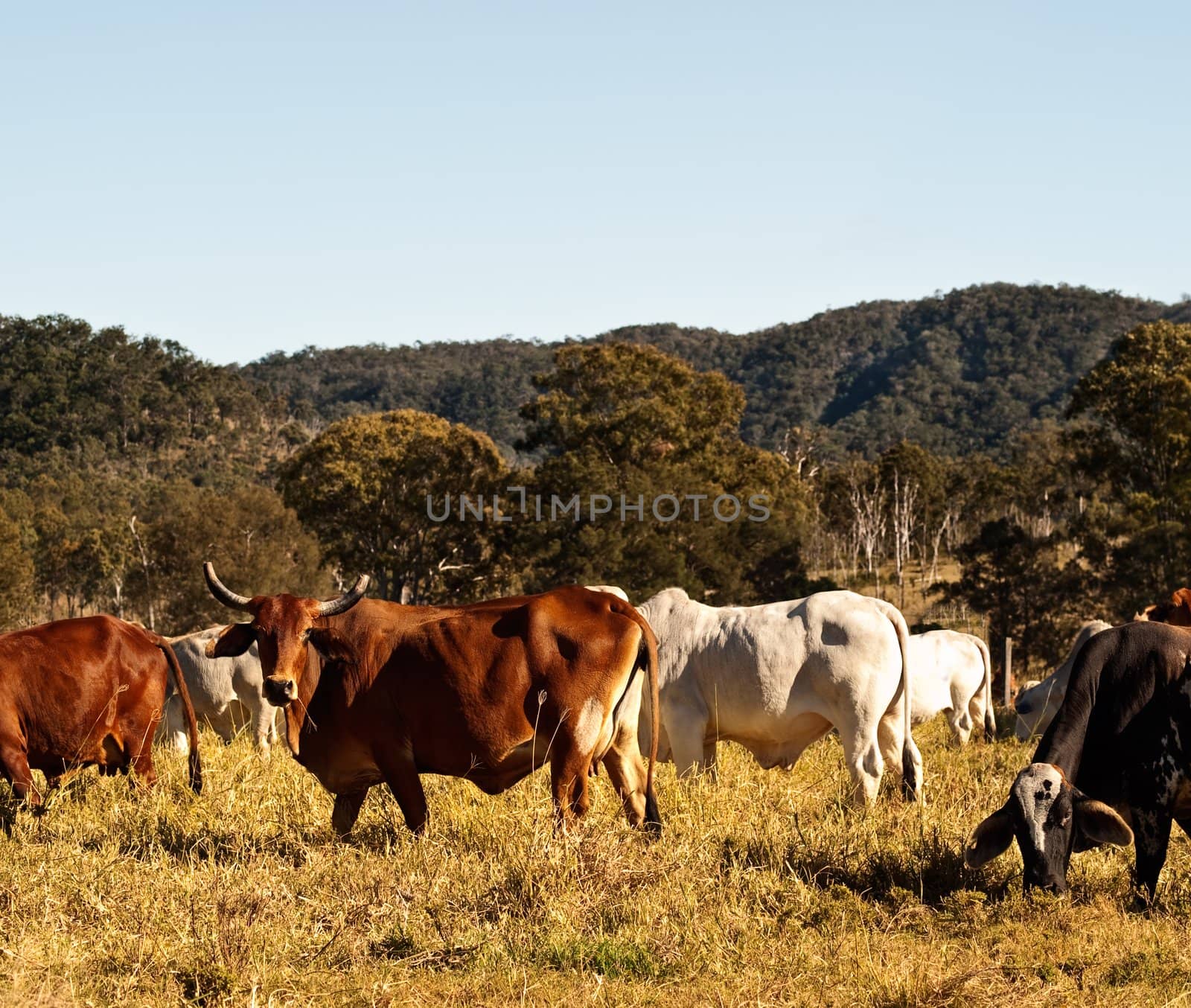 Horned Cow in Cattle  Pasture Country in Australia