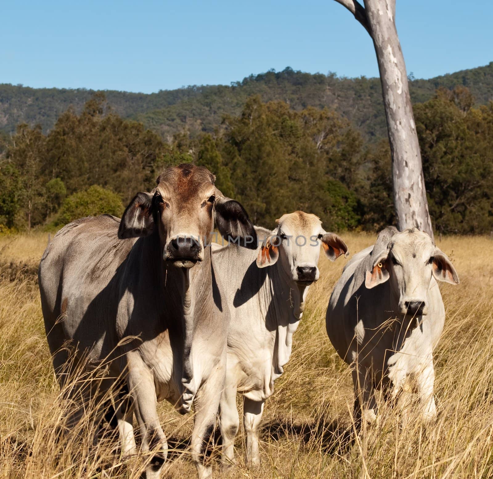 Australian meat industry brahman cattle in pasture