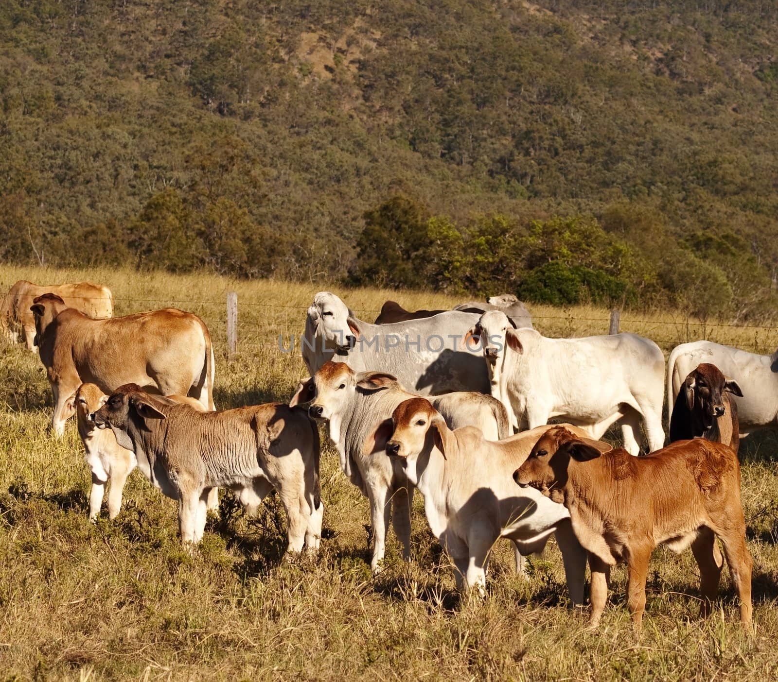 Australian beef cattle Brahman heifers by sherj