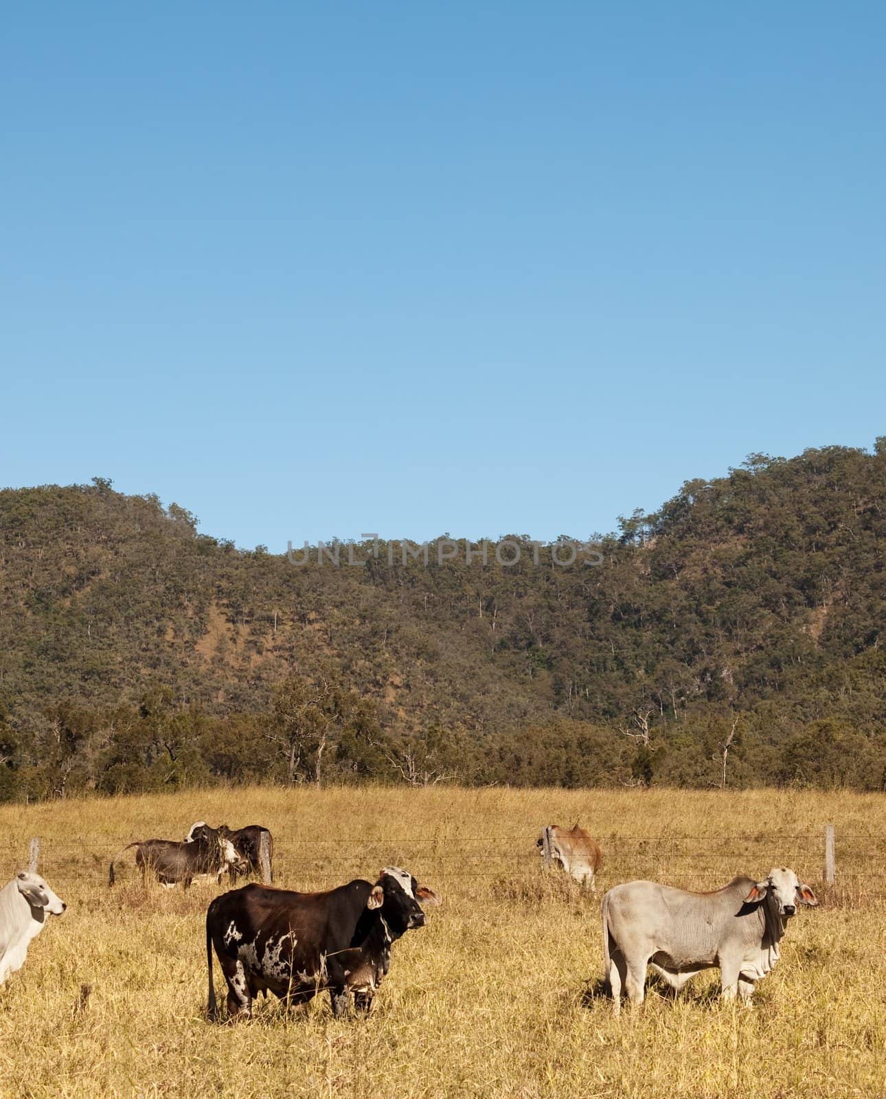 Australian Cows and sky portrait view by sherj
