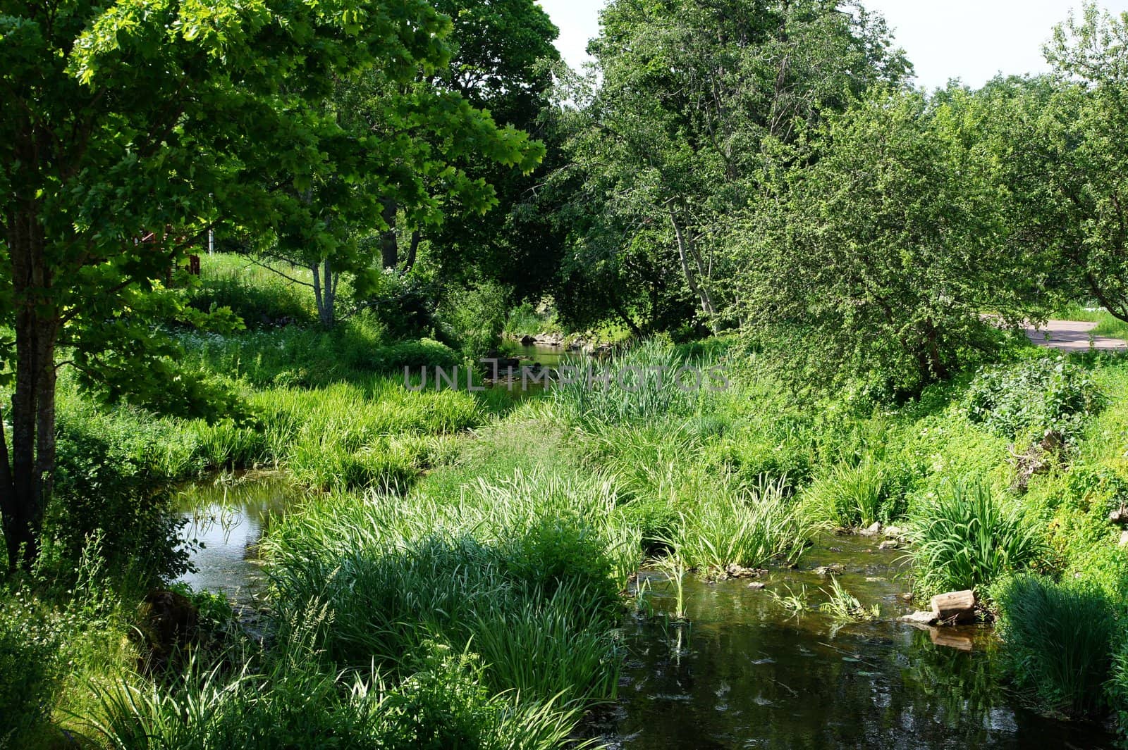 Green plants on coast of a stream