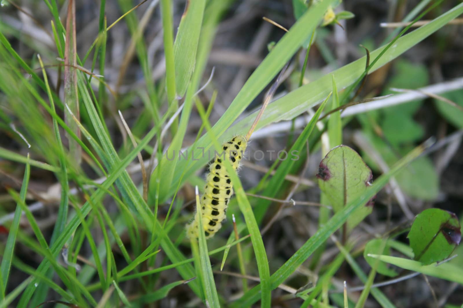 Zygaena filipendulae in a meadow