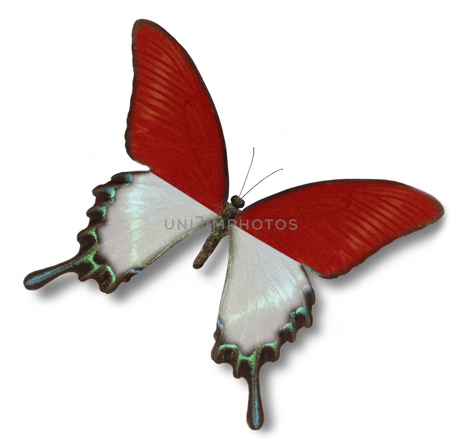 Indonesia flag on butterfly isolated on white
