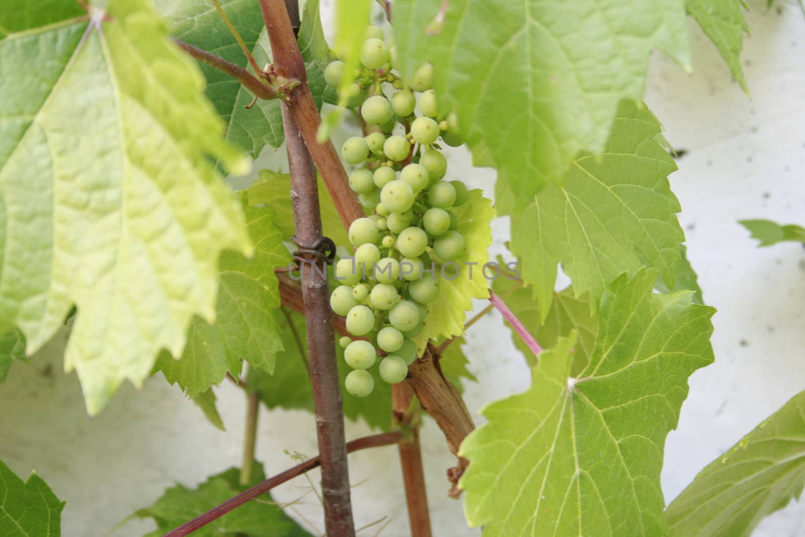 unripe grapes in grape bush