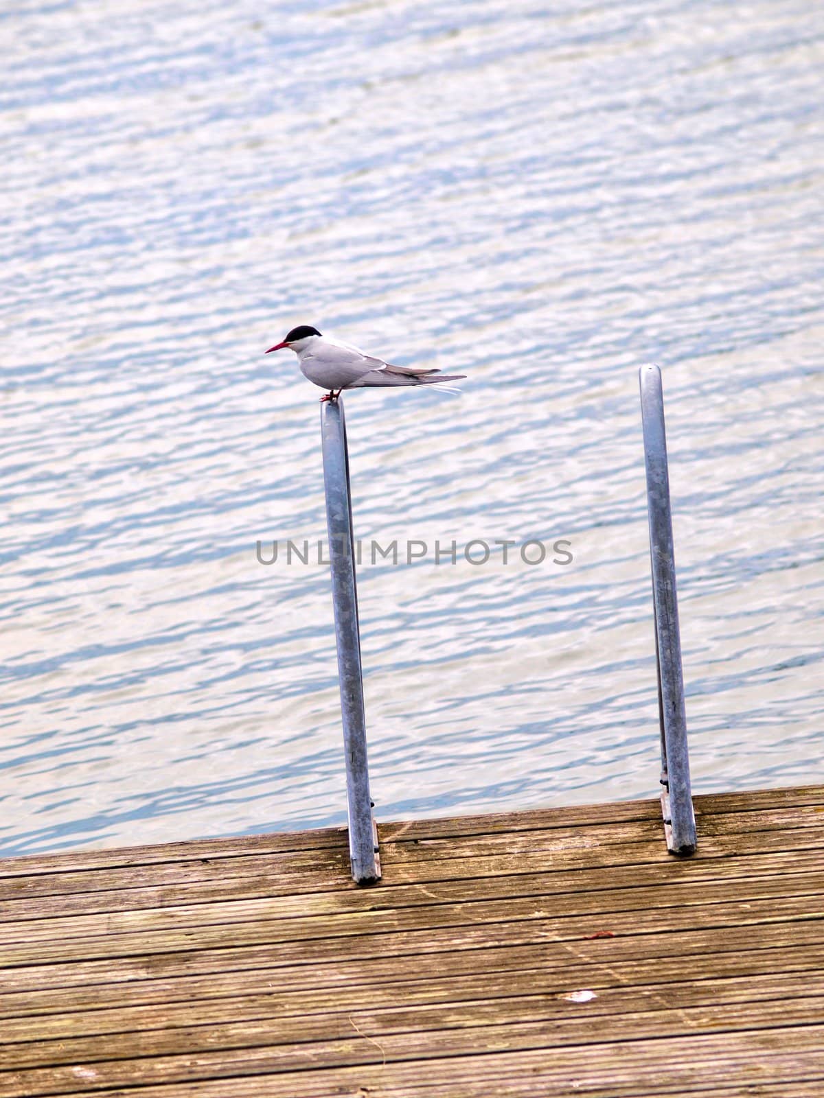 Artic tern sitting alone,, resting between hunting