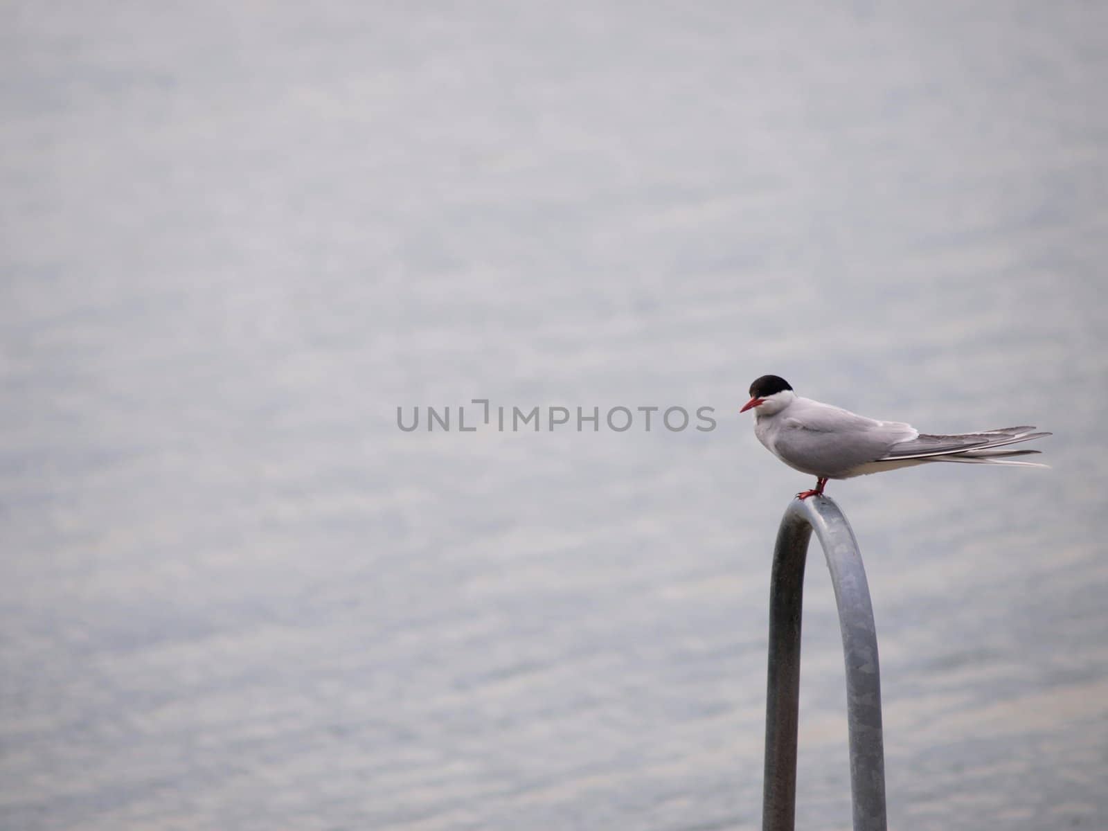 Artic tern sitting alone,, resting between hunting by Arvebettum