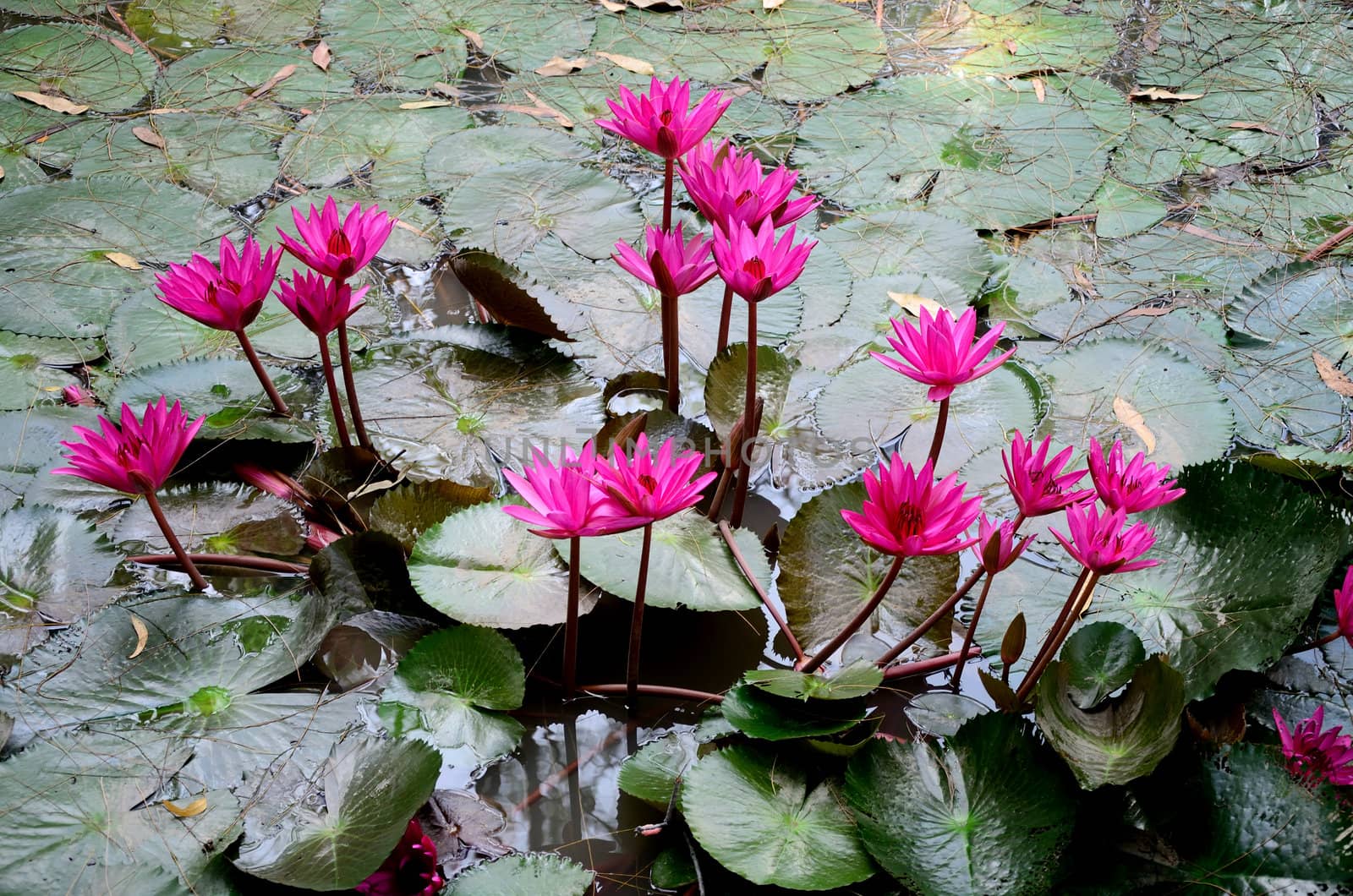 Pink lotus in nature pool