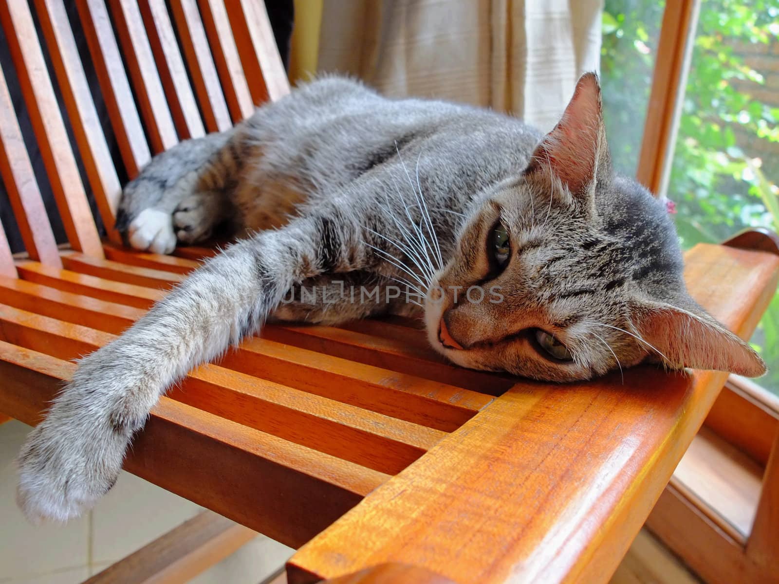 Cat lying at home on a wooden chair.