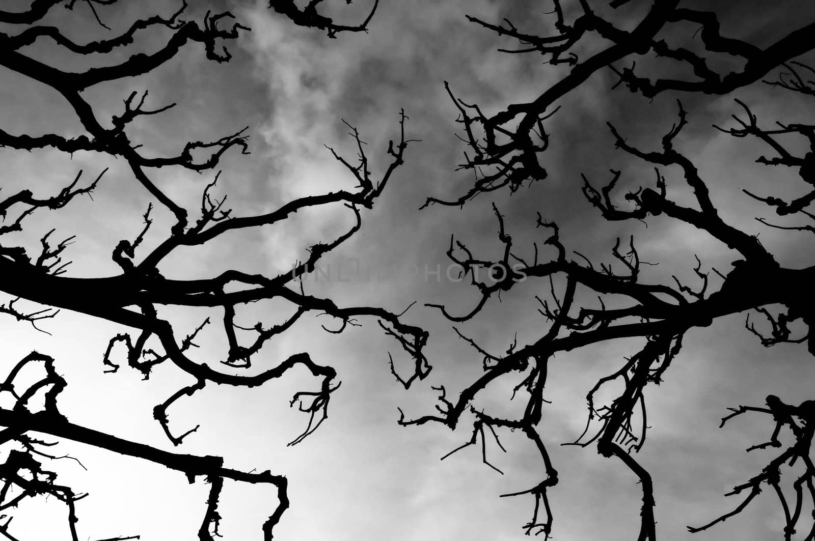 Scary branches silhouettes on cloudy background, dark composition