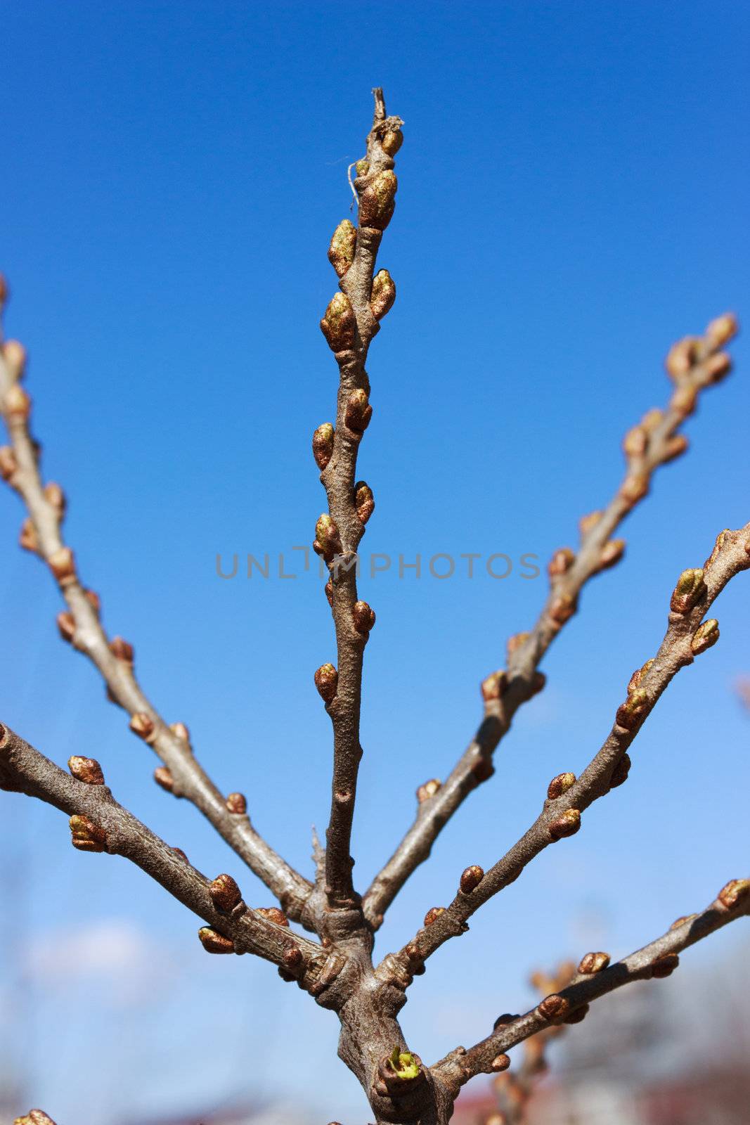 The buds of the female sea-buckthorn in the spring