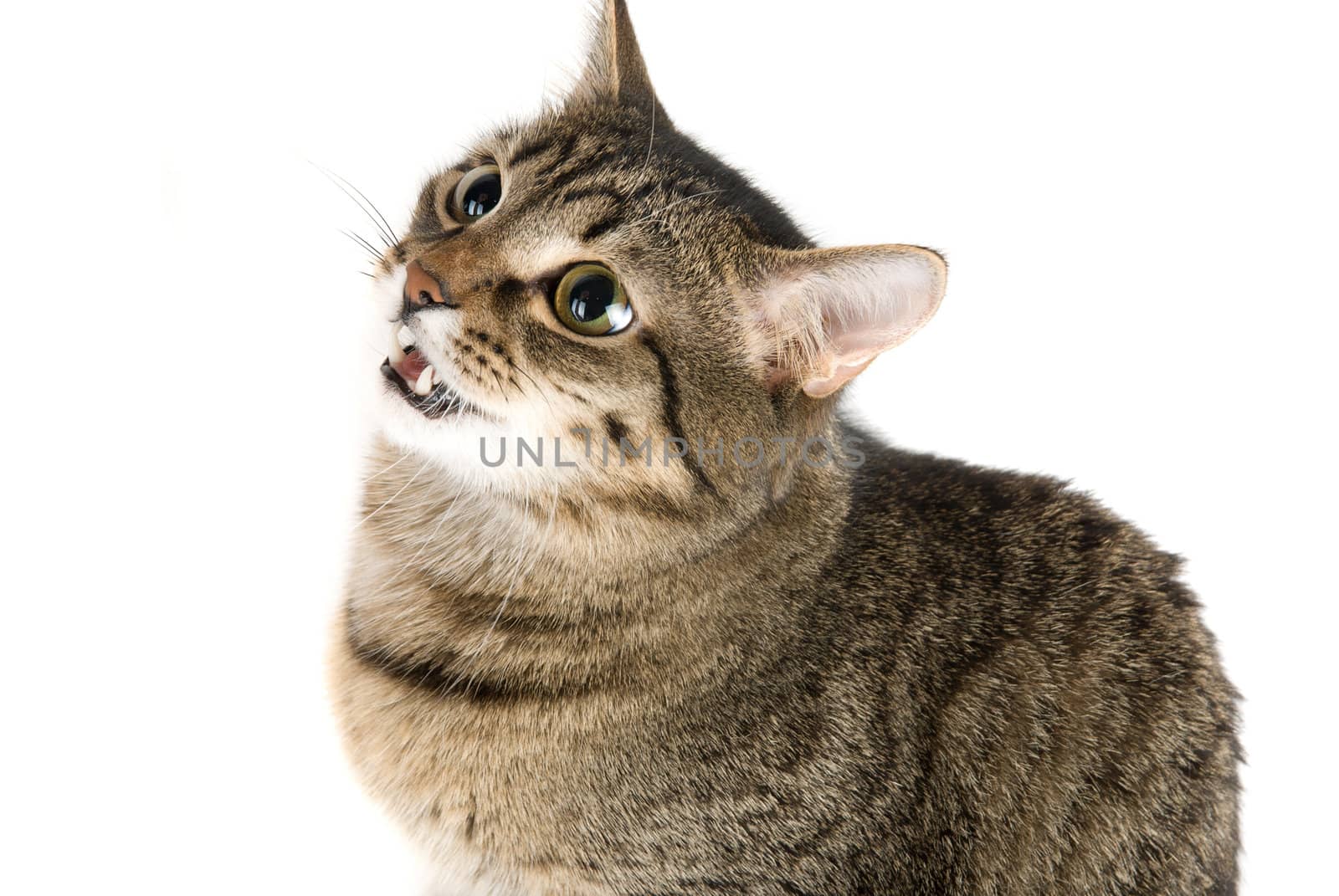 Striped cat close up isolated on white background