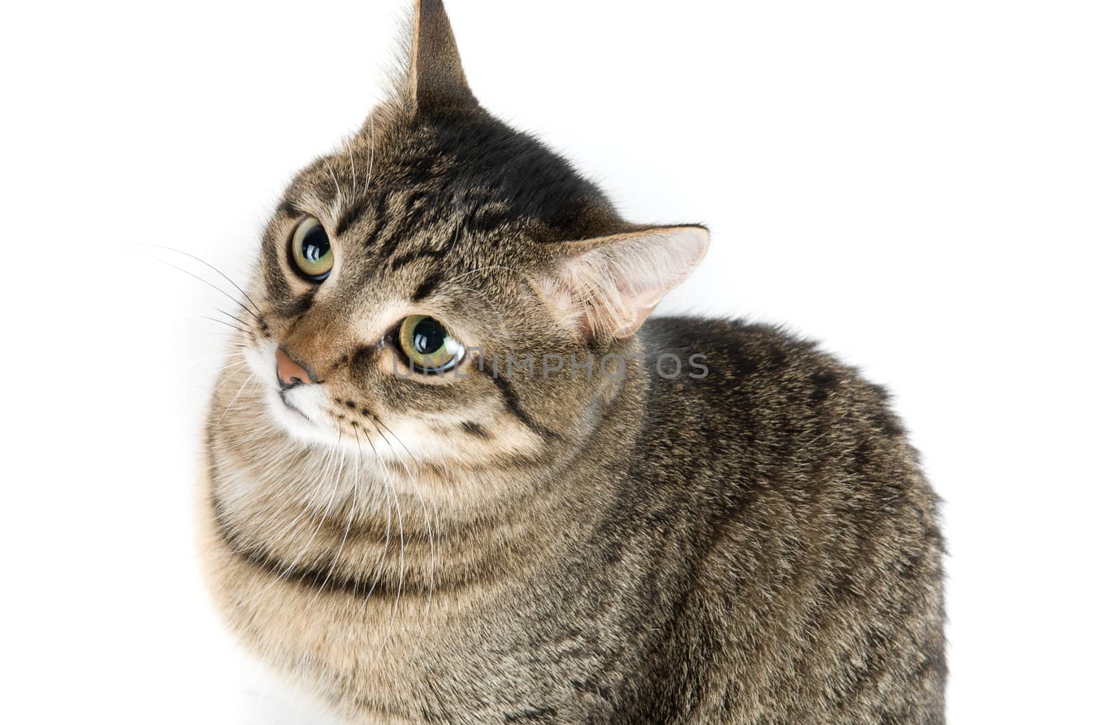 Striped cat close up isolated on white background