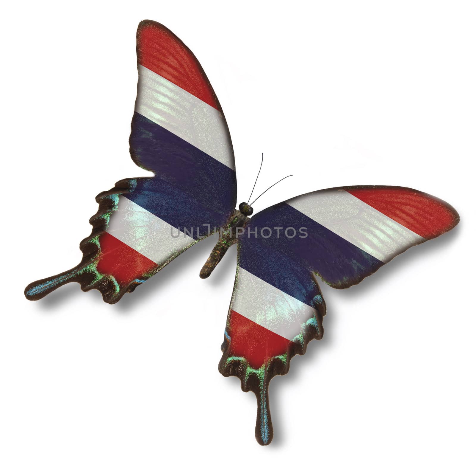 Thailand flag on butterfly isolated on white