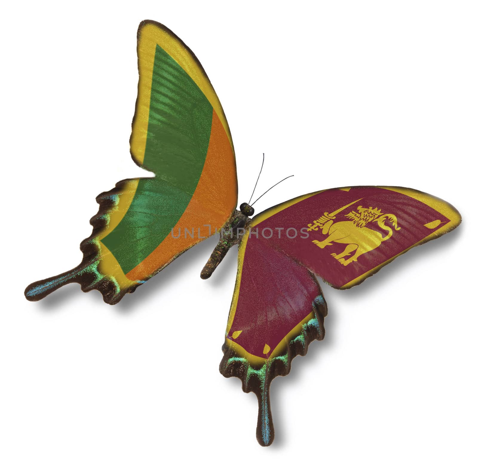 Sri Lanka flag on butterfly isolated on white