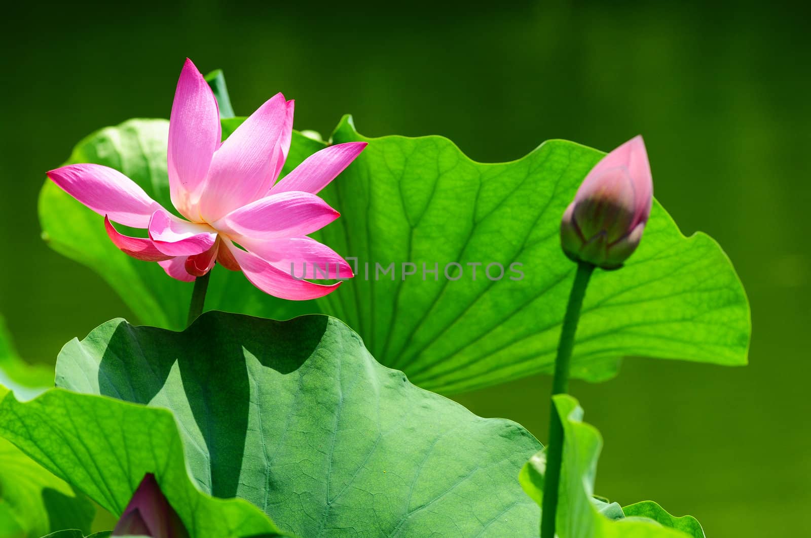 Pink lotus flower blooming in pond with a bud in the summer