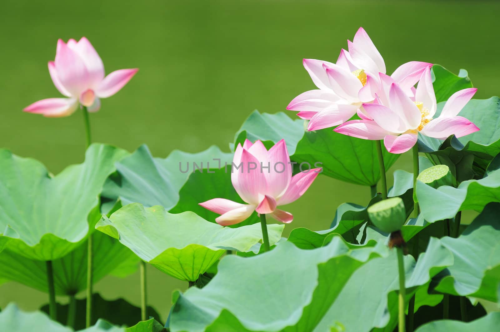 Pink lotus flowers blooming in pond in the summer