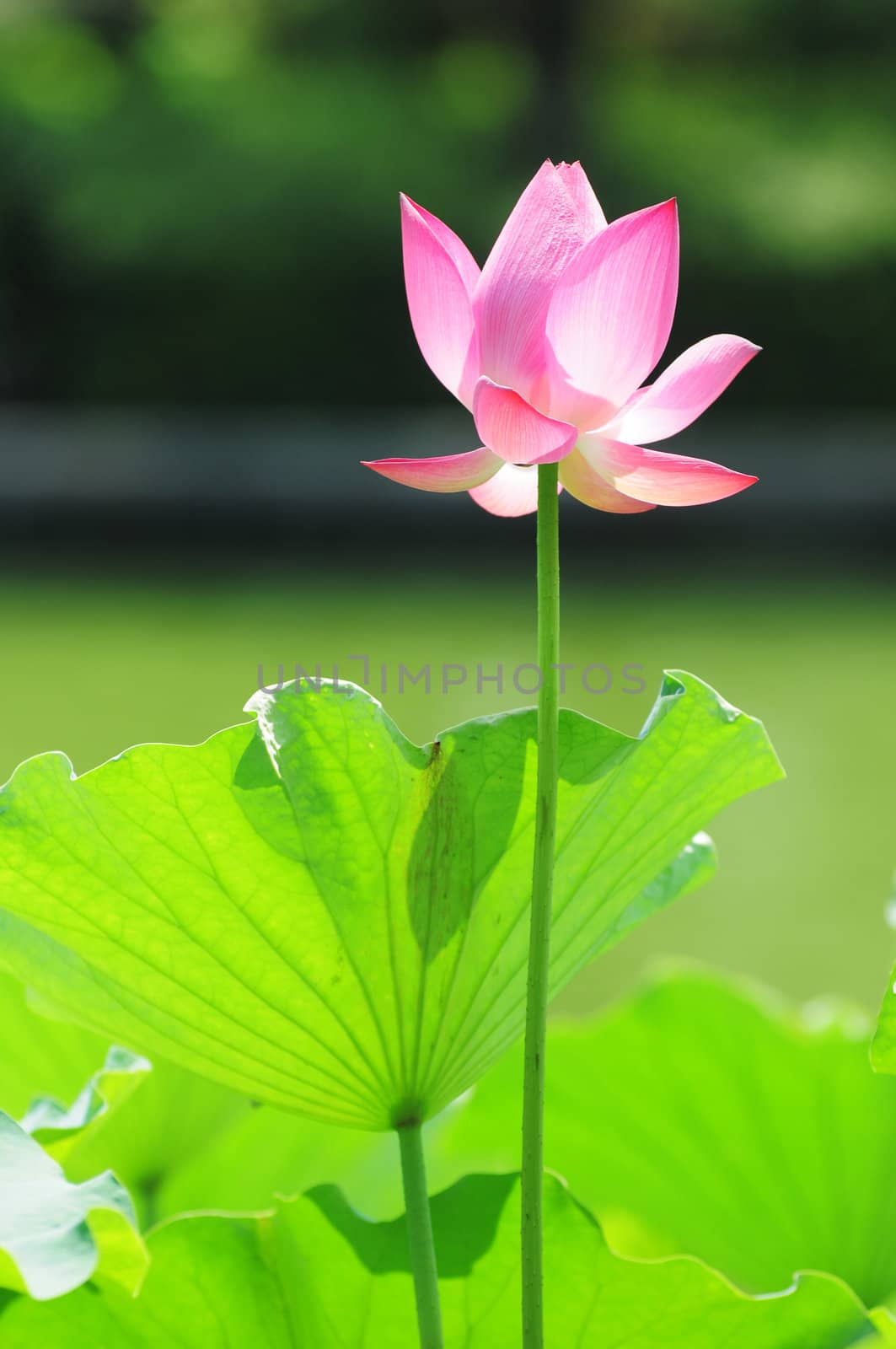 Pink lotus flower blooming in pond in the summer